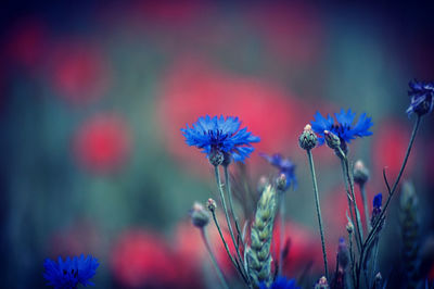 Close-up of purple flowering plants