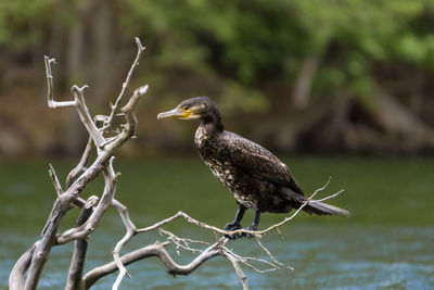 Close-up of bird perching on branch