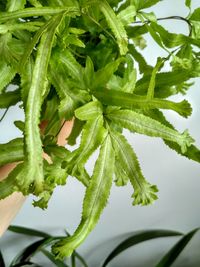 Close-up of fresh green leaves