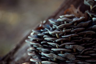 Close up of firewood