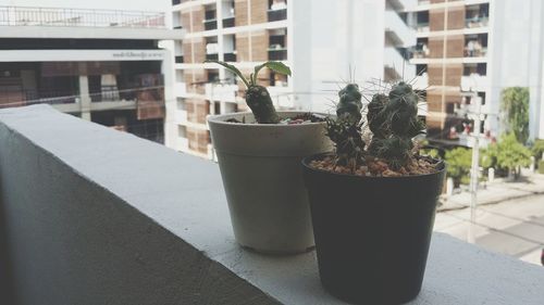 Close-up of potted plant