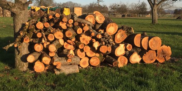 Stack of logs in field