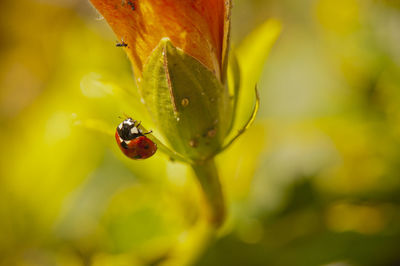 Close-up of ladybug on leaf