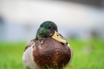 Close-up of duck