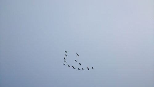 Low angle view of birds flying in sky