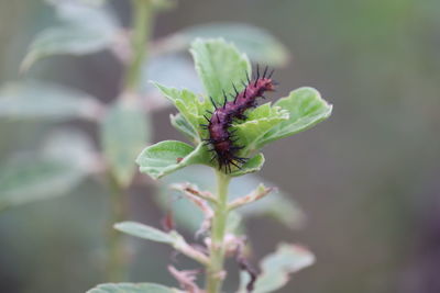 Close-up of small plant