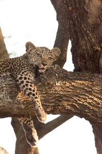 View of a cat on tree trunk