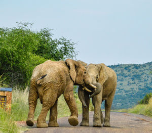 Elephant walking in a farm