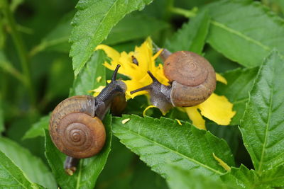 Close-up of snail on leaves