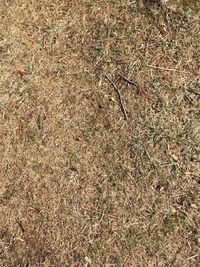 High angle view of dry grass on field