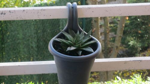 Close-up of potted plant in balcony