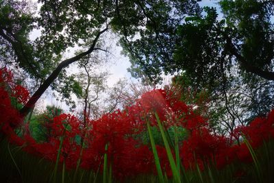 Low angle view of trees against sky