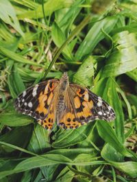 Butterfly on leaf