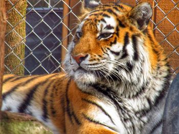 Close-up of tiger in cage at zoo
