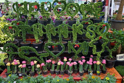 Close-up of plants