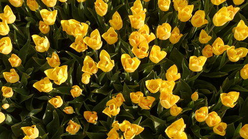 Full frame shot of yellow flowering plants