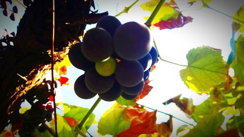 Low angle view of grapes growing in vineyard