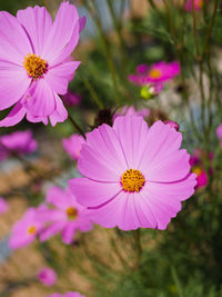 Close-up of pink cosmos flower