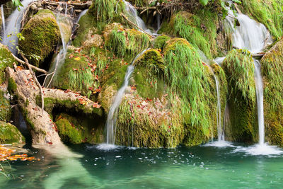 Scenic view of waterfall in forest