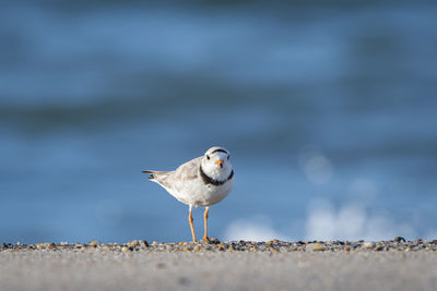 Seagull perching on a beach