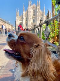 Portrait of a dog in front of the duomo