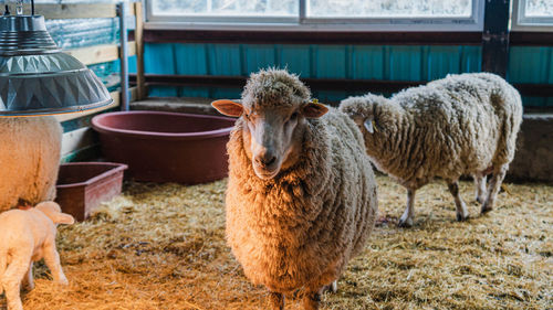 Sheep in a field