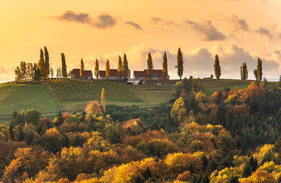 South styria vineyards landscape, tuscany of austria. sunrise in autumn. colorful trees and vieyard 