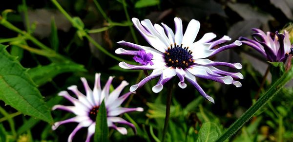 Close-up of purple flower