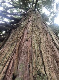 Low angle view of tree trunk