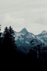 Pine trees on snowcapped mountains against sky