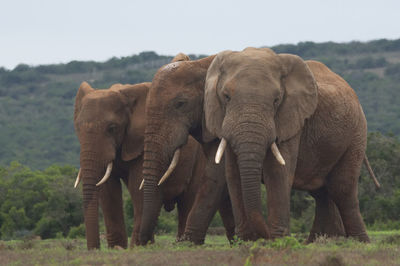 Elephant in a field