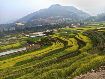 Scenic view of agricultural field