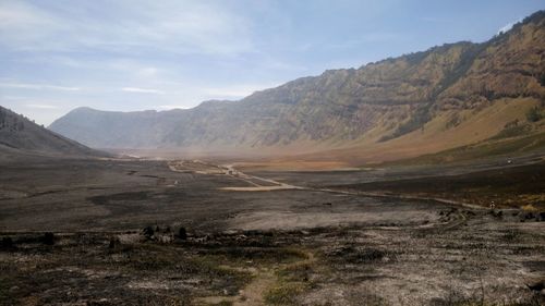 Scorched forest at bromo 