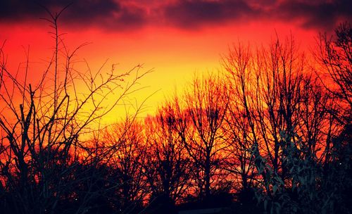 Silhouette of trees at sunset