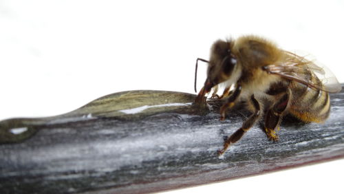 Close-up of spider