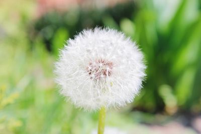 Close-up of white dandelion flower