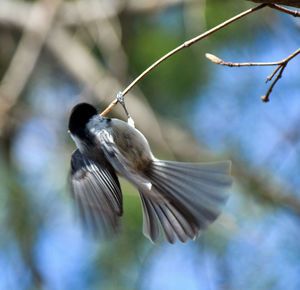 Low angle view of bird flying