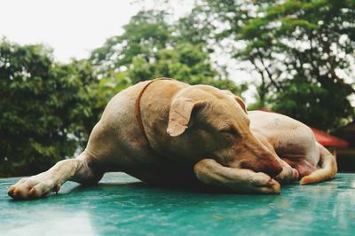 Close-up of dog sleeping