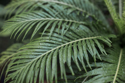 Close-up of fresh green leaf