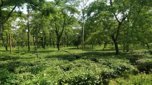 Trees in forest