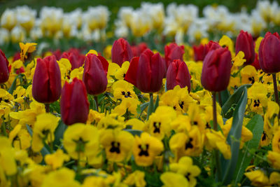 Close-up of red tulips and yellow pansy