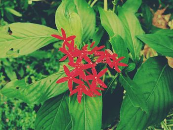 Close-up of red flower