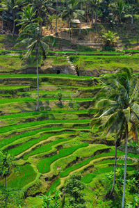 Scenic view of rice field