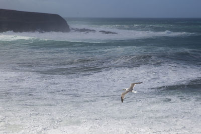 Bird flying over sea
