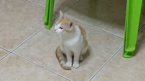 High angle view of cat sitting on tiled floor