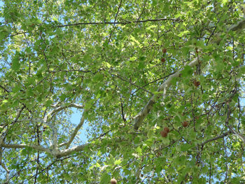 Low angle view of tree growing in forest