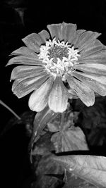 Close-up of flower blooming against black background