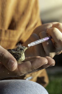 Bird breed found by an animal protector giving to drink with a syringe to try to survive 