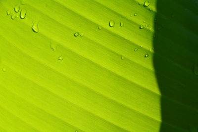 Full frame shot of green leaf