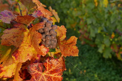 Close-up of grapes on vine during autumn